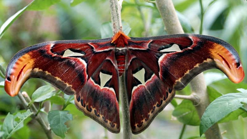 Animales y medio ambiente - Mariposa Attacus atlas - 02/06/19