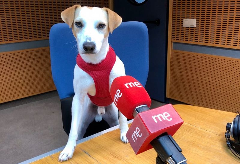 Pipper, el perro influencer, llega a Extremadura - Escuchar ahora