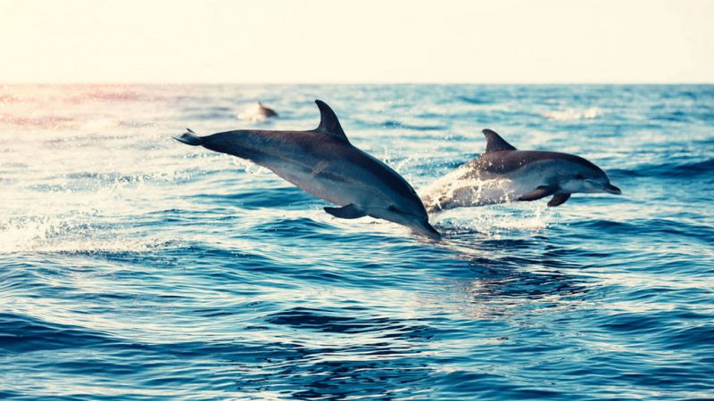 El palabrero - Delfines ibéricos - 08/06/19 - Escuchar ahora