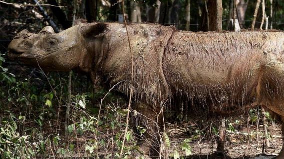 Sostenible y renovable