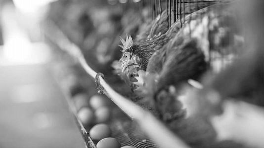 Teatro en el Fondo Sonoro de RNE - Teatro infrecuente - La gallina - Teatro en el Fondo Sonoro de RNE | Escuchar