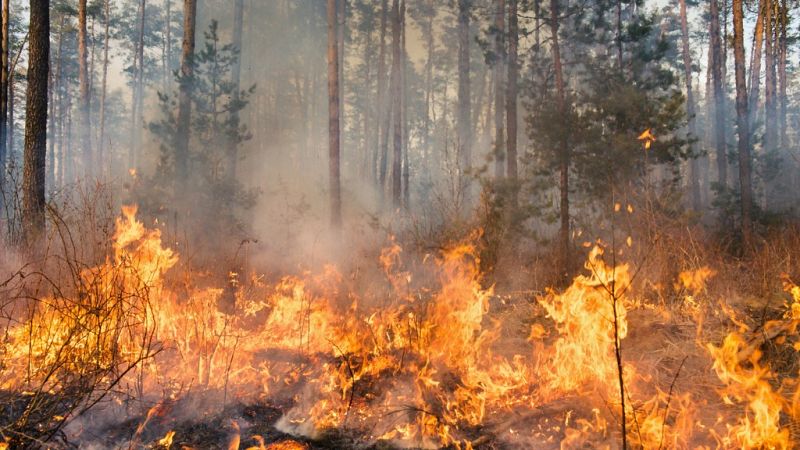 Mundo rural - Plan de lucha contra incendios forestales - 21/06/19 - Escuchar ahora