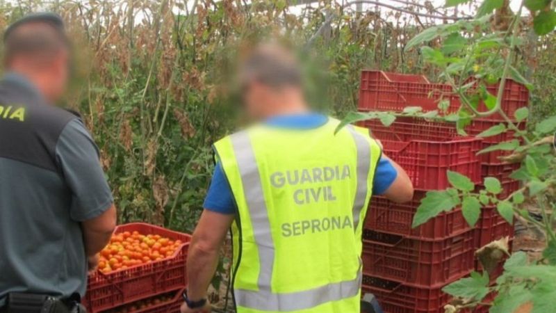  Boletines RNE - Operación de la Guardia Civil contra el fraude alimentario y la salud pública - Escuchar ahora