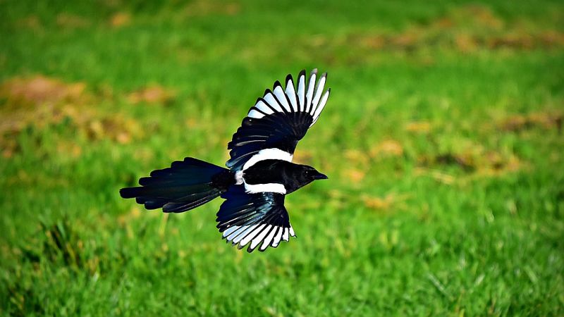 Reserva natural - El luto de los animales y el nuevo canal Wild Spain - 26/06/19 - Escuchar ahora