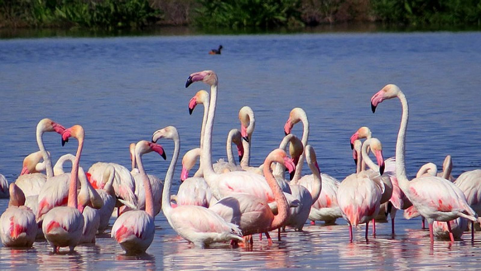 Escapadas - Los flamencos de la Fuente de Pedra - 27/06/19 - Escuchar ahora