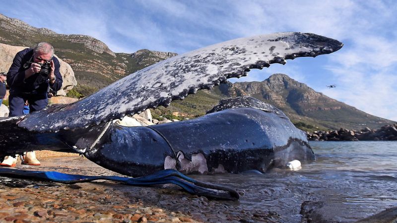 Japón reanuda este lunes la caza comercial de ballenas tras 30 años - Escuchar ahora