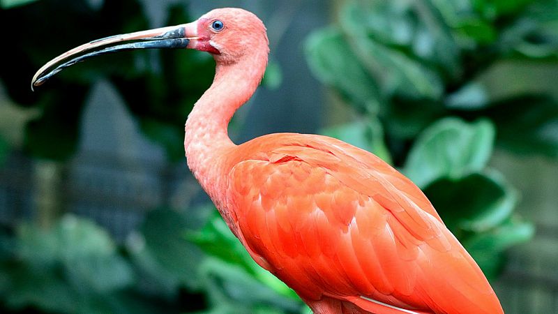 Animales y medio ambiente - Ibis escarlata - 30/06/19