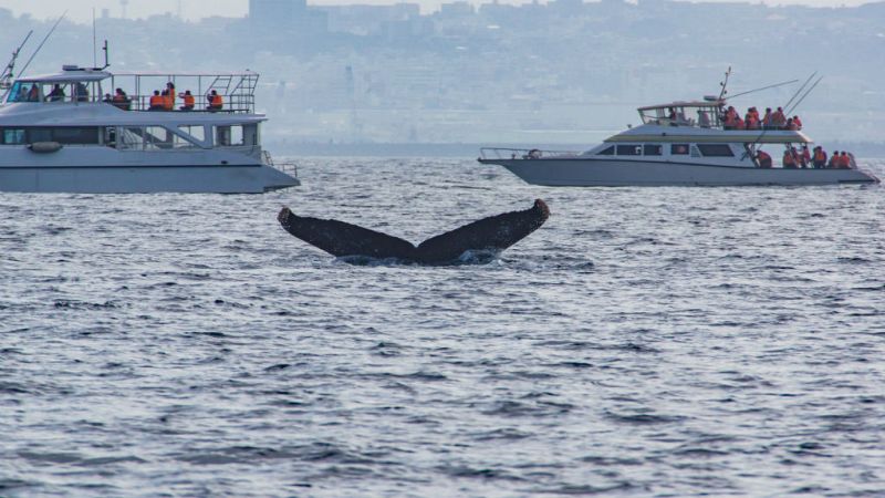  Japón vuelve a cazar ballenas después de tres décadas de suspensión - Escuchar ahora