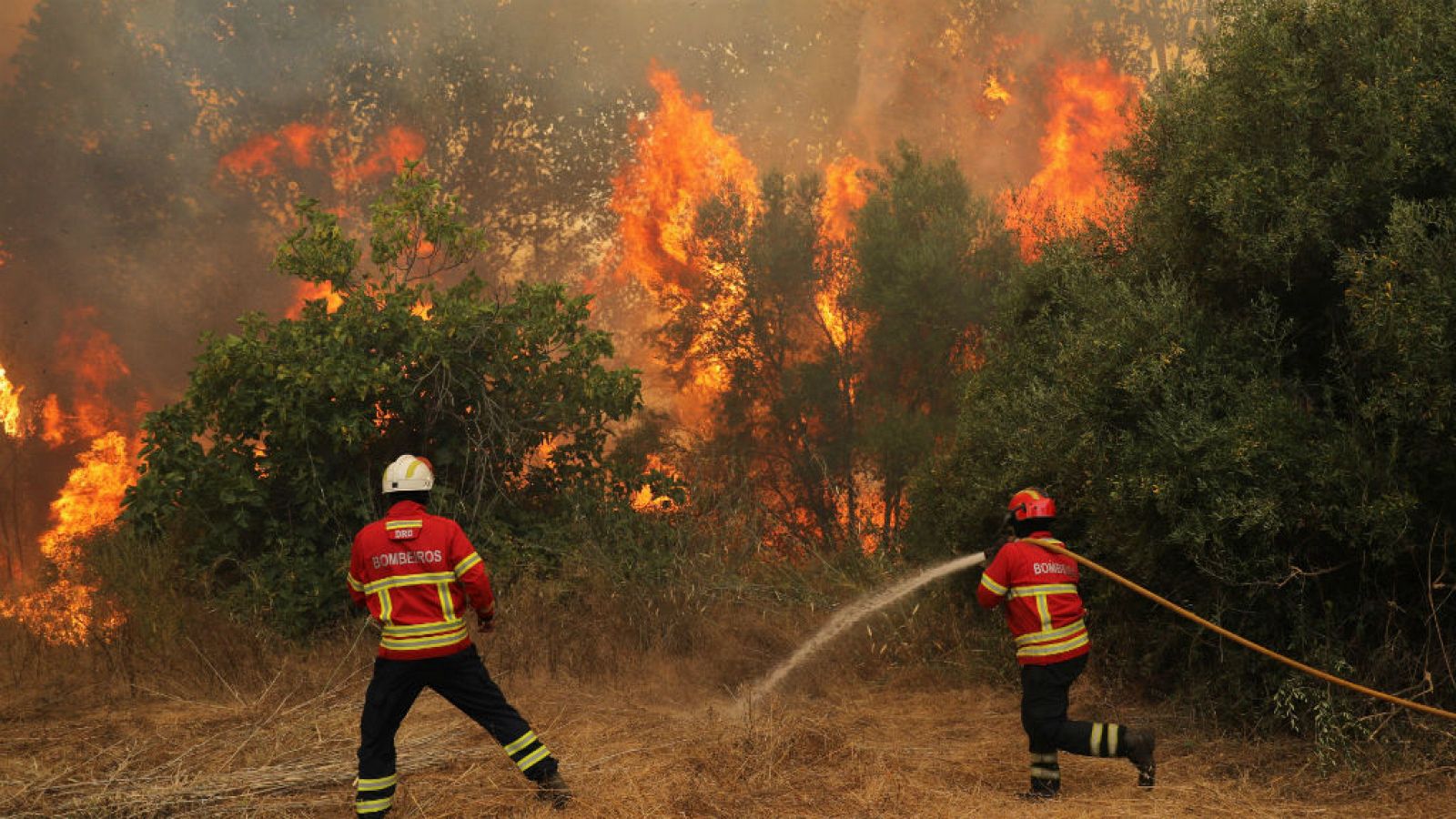 Boletines RNE - WWF advierte sobre el aumento y peligrosidad de los incendios forestales - Escuchar ahora