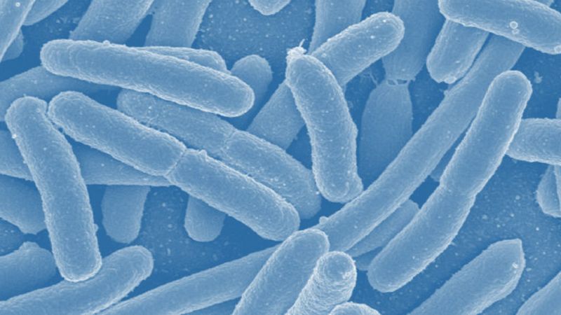Todo Noticias - Mañana - La bacteria E.coli y las playas de la Comunidad Valenciana