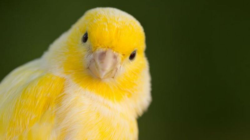 El arca de Noé - Canarios - 13/07/19 - Escuchar ahora