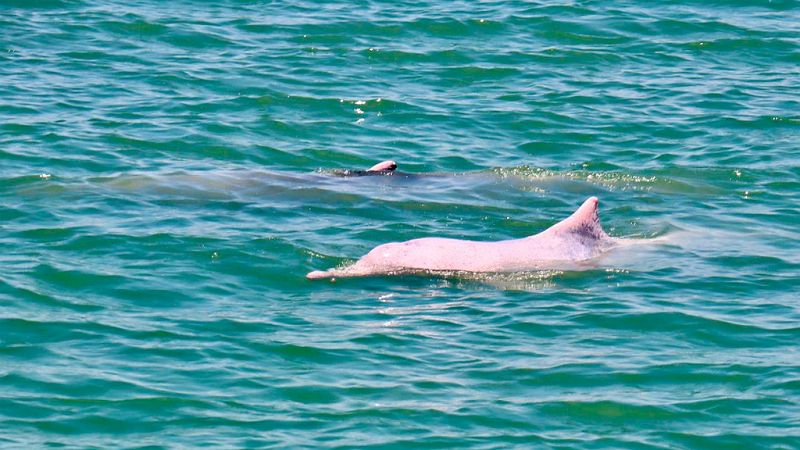Global 5 - Khanom, Tailandia (III): el hogar de los delfines rosas - 23/07/19 - Escuchar ahora