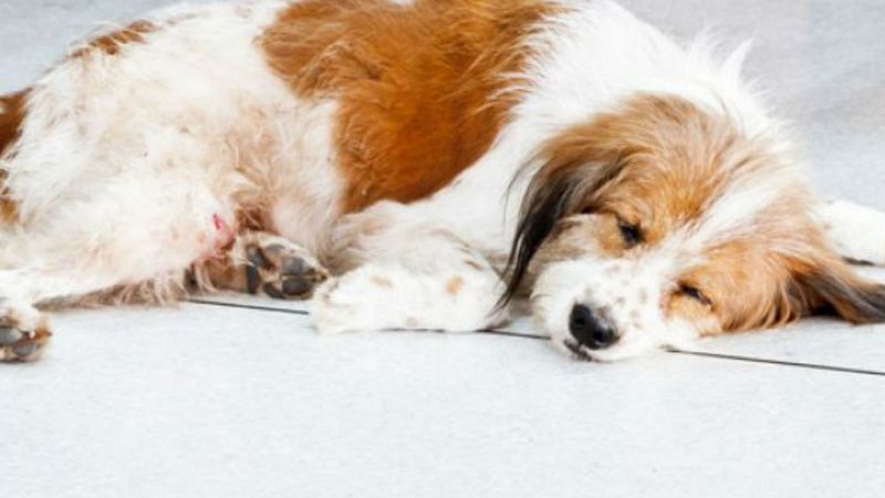 El arca de Noé - Epilepsia - 27/07/19 - Escuchar ahora