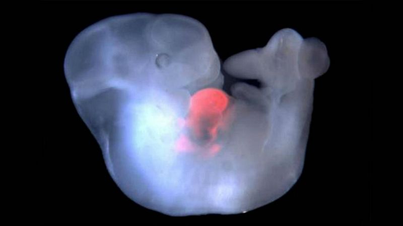 El primer experimento de transplantes con embriones humanos y de mono - escuchar ahora