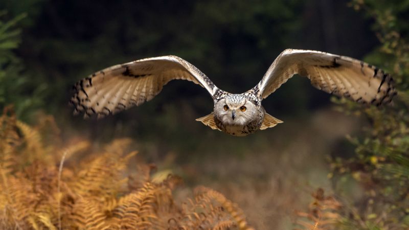  14 horas - La Guardia Civil encuentra más de un centenar de aves electrocutadas - Escuchar ahora