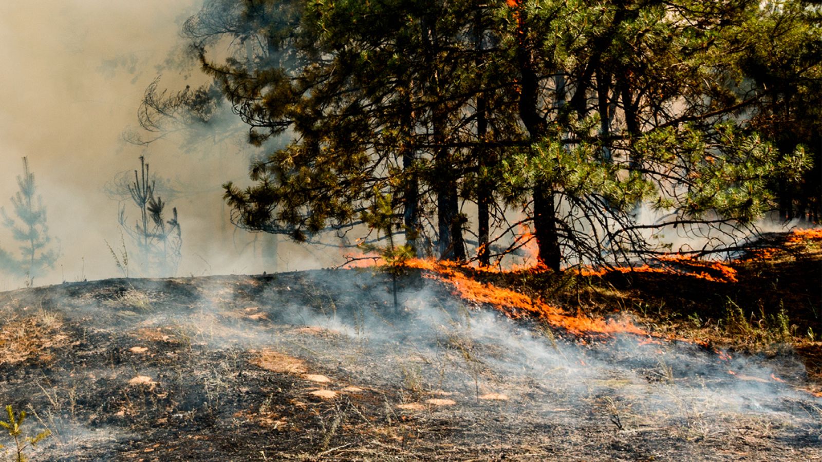 Catástrofe climática en Siberia - Escuchar ahora