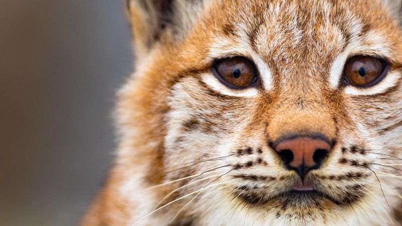 Nace una cría de Lince Boreal en el Pirineo Catalán - Escuchar ahora