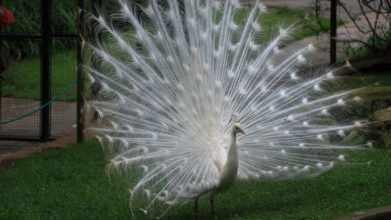 Animales y medio ambiente - Pavos en el Zoo de Santillana - 11/08/19 - Escuchar ahora