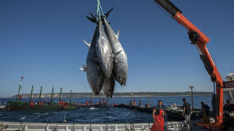 24 horas - Pescan atún rojo en época de veda y lo cuelgan en Facebook - Escuchar