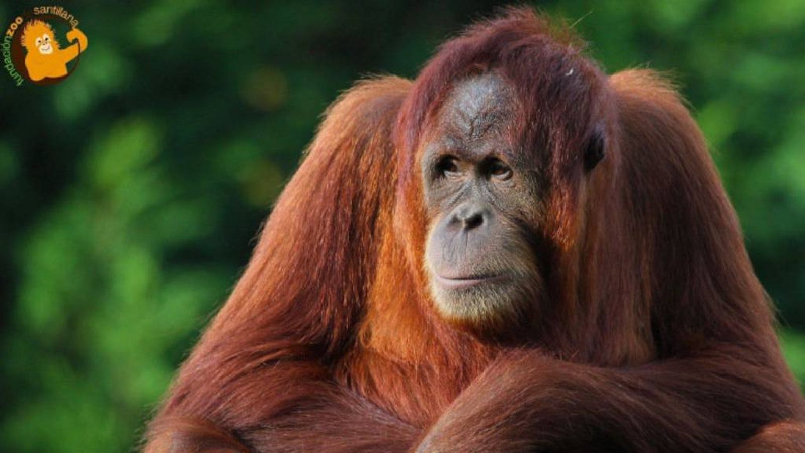 Animales y medio ambiente - Cumpleaños de Victoria, orangutana de Sumatra - 10/08/19 - Escuchar ahora