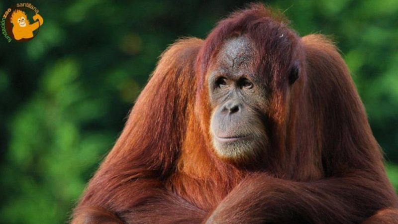 Animales y medio ambiente - Cumpleaños de Victoria, orangutana de Sumatra - 10/08/19 - Escuchar ahora