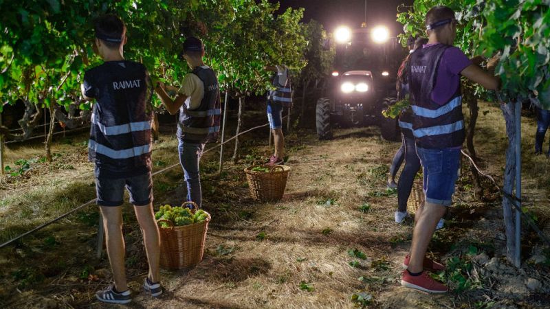 Todo Noticias - Mañana - La vendimia en España en un verano de intenso calor - Escuchar ahora