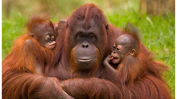 Animales y medio ambiente