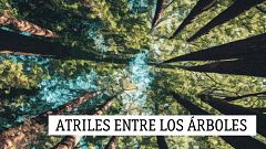 Atriles entre los árboles - Los paisajes reales que habitó Robert Louis Stevenson - 18/08/19