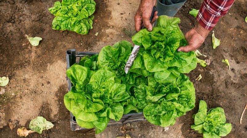 14 horas - Del agricultor al supermercado: ¿Por qué algunos alimentos se encarecen tanto? - Escuchar ahora