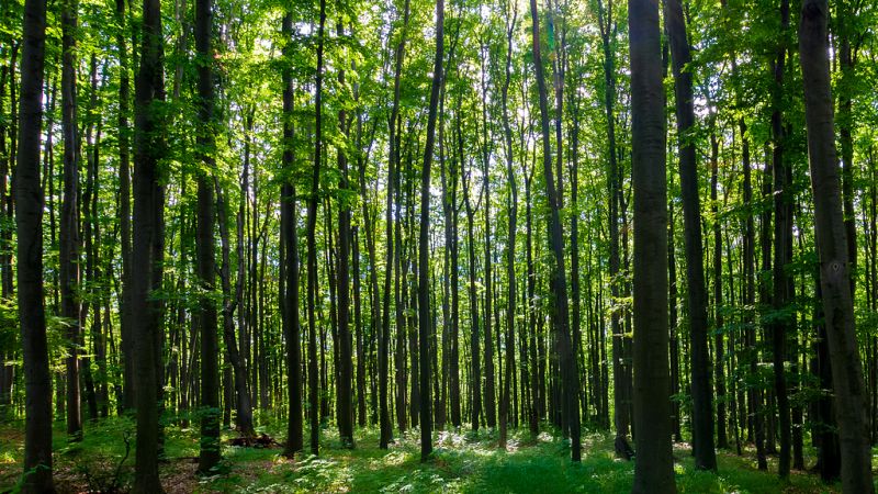 Los bosques podrían dejar de absorber CO2 dentro de 80 años - Escuchar ahora