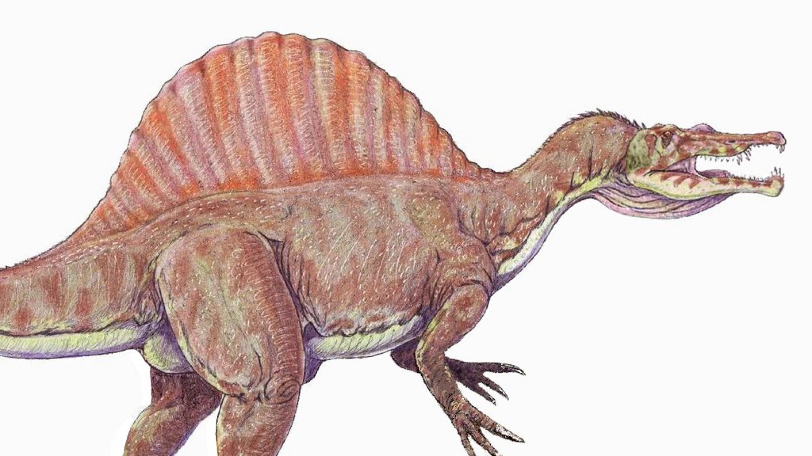 Una nueva especie de dinosaurio - Escuchar ahora