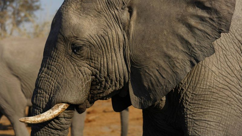 Las mañanas de RNE - A punto de aprobarse la prohibición de vender elefantes a zoológicos   - Escuchar ahora