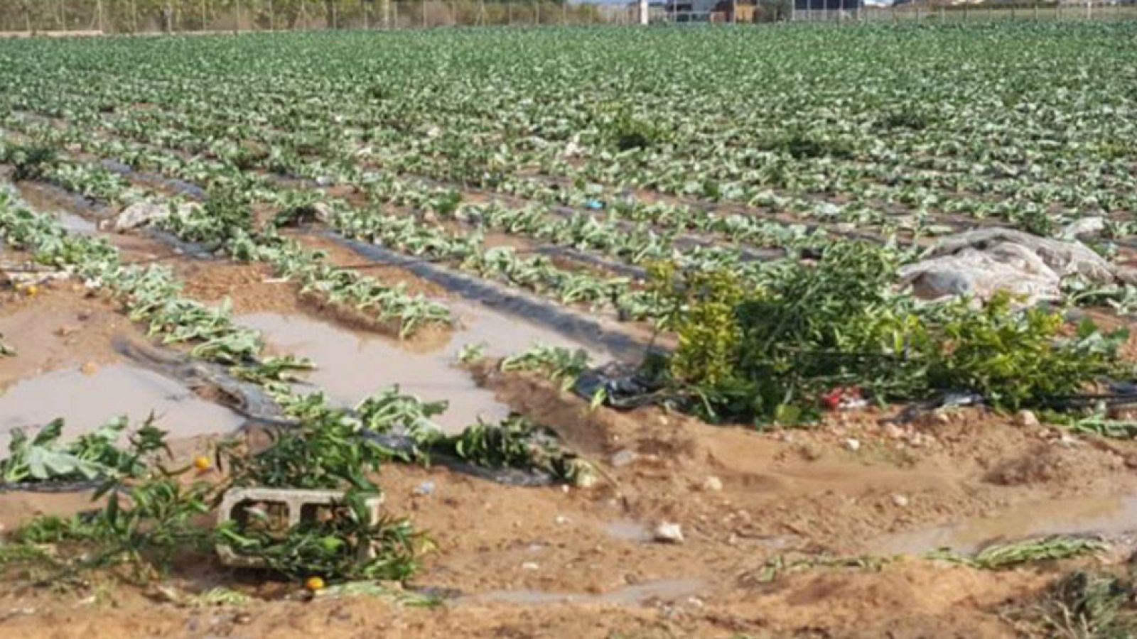 Todo Noticias - Mañana - Pérdidas en la agricultura por las lluvias, ¿cómo reclamar? - Escuchar ahora 