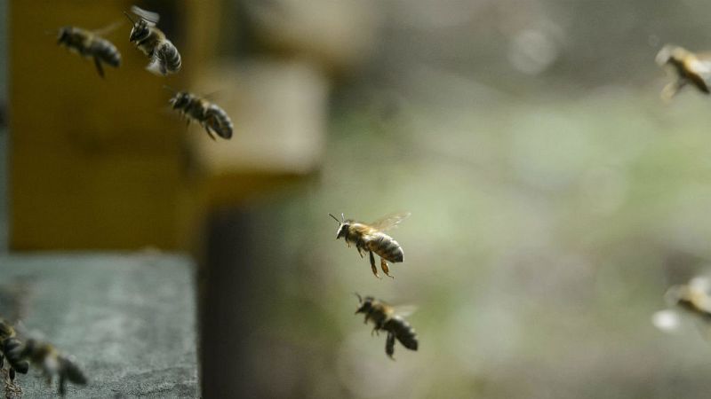  Corredores verdes de abejas - 29/08/19 -  Escuchar ahora 