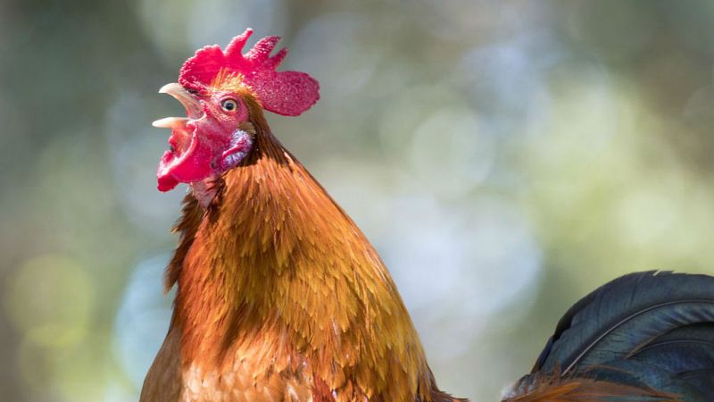 Boletines RNE - El gallo Maurice, símbolo del mundo rural francés, volverá a cantar - Escuchar ahora