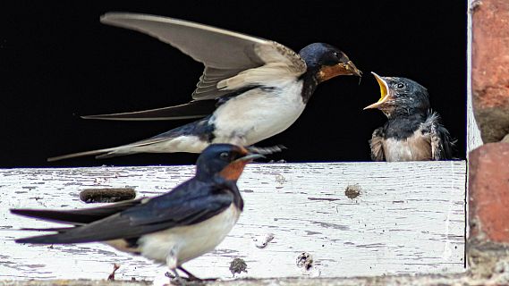 Animales y medio ambiente