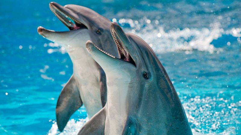 Españoles en la mar en Radio 5 - Primer delfín híbrido del mundo - 11/09/19 - Escuchar ahora