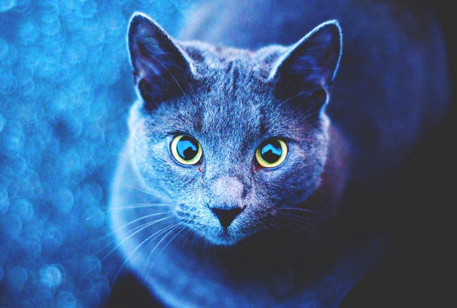En algún lugar de la ciencia - ¿Cómo se colorea un gato? - Escuchar ahora