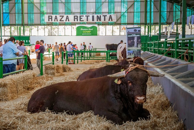 Pedro Sánchez inaugura la Feria Ganadera de Zafra - Escuchar ahora