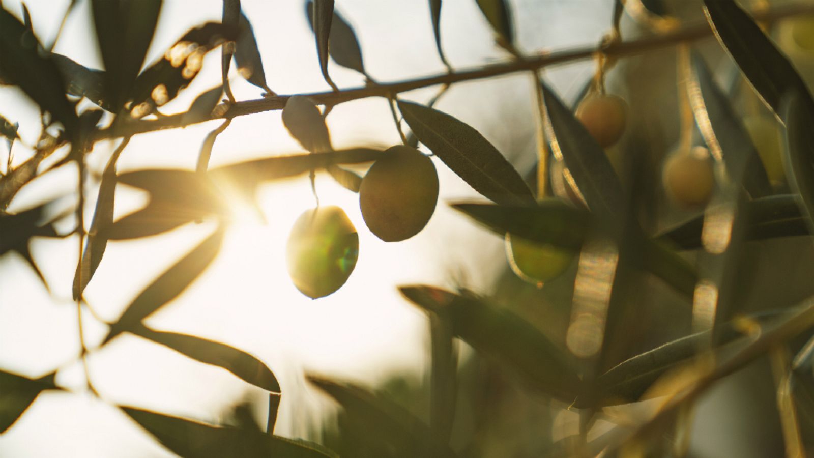  14 horas - Trump impondrá aranceles al queso, vino y aceite español - Escuchar ahora