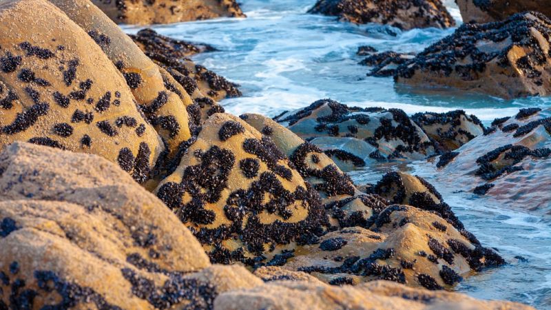 Españoles en la mar en Radio 5 - Los mejillones son organismos centinela de los microplásticos - 08/10/19 - Escuchar ahora