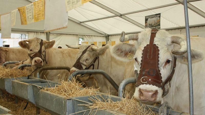 Reportajes Emisoras - Salamanca - Salamaq Investigación - 10/10/19 - Escuchar ahora