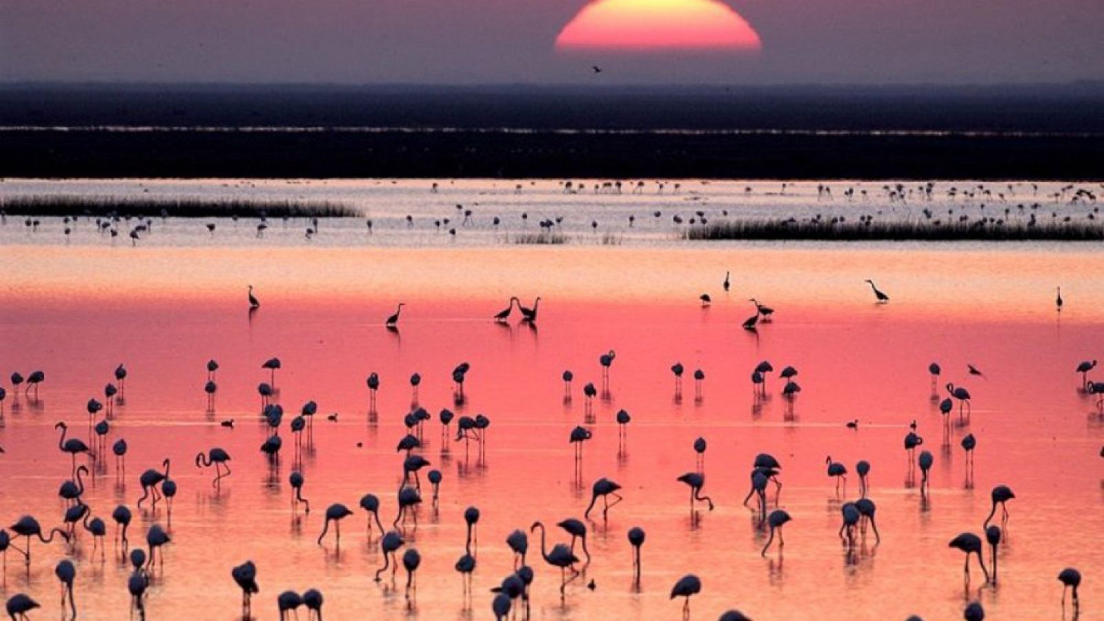  Las mañanas de RNE con Íñigo Alfonso - Doñana celebra medio siglo como Parque Nacional - Escuchar ahora