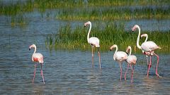 Españoles en la mar - Doñana, 50 años - 16/10/19