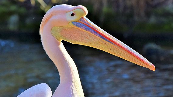 Animales y medio ambiente