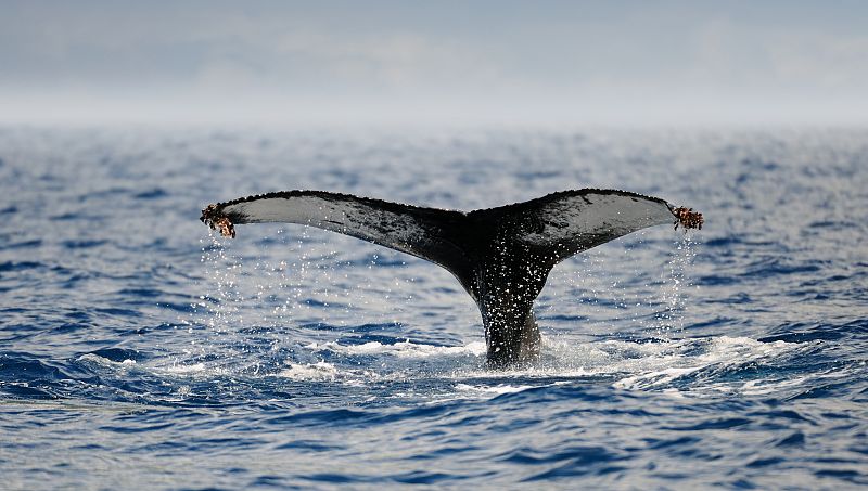 Avistan una ballena de doce metros en Valencia - escuchar ahora