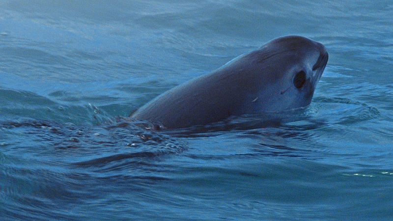 Global 5 - SUNCINE 2019 (IV): evitar la extinción de la vaquita marina - 14/11/19 - Escuchar ahora