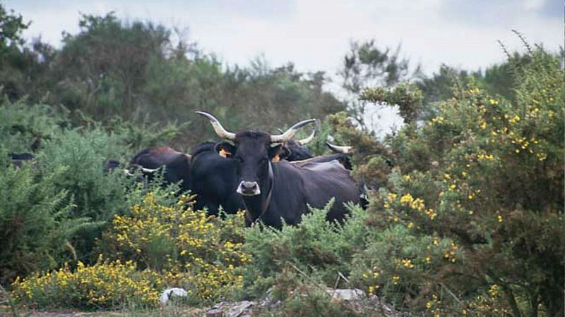 Degustar España - Carne gallega de raza autóctona  - 16/11/19 - Escuchar ahora