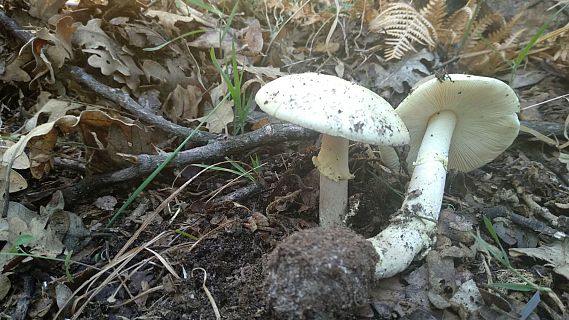 Tendencias en Radio 5