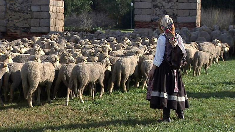  Boletines RNE - La trashumancia digital: ovejas con GPS - Escuchar ahora
